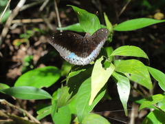 Lexias pardalis jadeitina