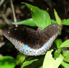 Lexias pardalis jadeitina