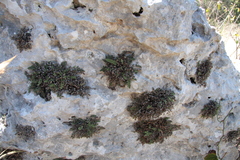 Myriopteris gracilis