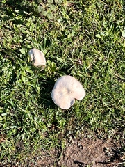Agaricus campestris
