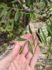 Oleaceae