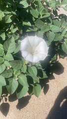 Datura innoxia