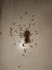 Monomorium floricola