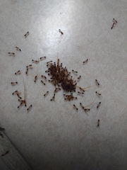 Monomorium floricola