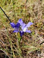 Gentiana autumnalis