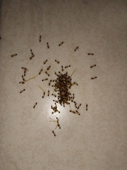 Monomorium floricola