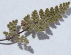 Myriopteris gracilis