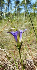 Gentiana autumnalis