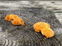 Pycnoporellus alboluteus