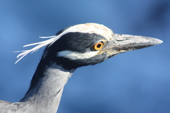 Nyctanassa violacea pauper