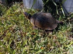 Terrapene carolina major