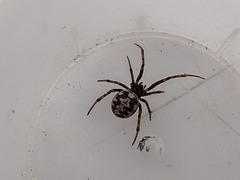 Steatoda albomaculata