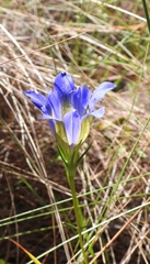 Gentiana autumnalis