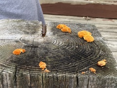 Pycnoporellus alboluteus