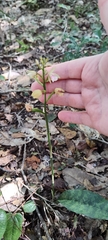 Eulophia maculata