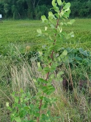 Phyllanthus chacoensis