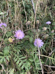 Knautia arvensis