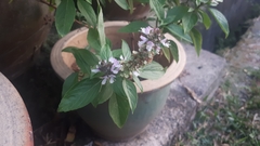 Ocimum basilicum