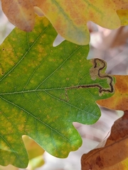Stigmella