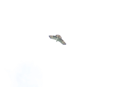 Spizaetus melanoleucus