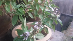 Ocimum basilicum