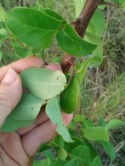 Phyllanthus chacoensis