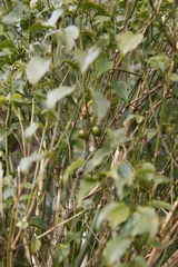 Halleria lucida