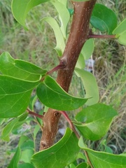 Phyllanthus chacoensis