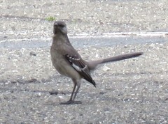 Mimus polyglottos