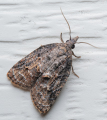 Platynota idaeusalis