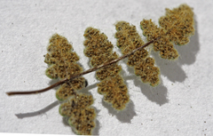 Myriopteris gracilis