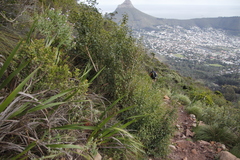 Halleria lucida