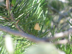 Achyra rantalis