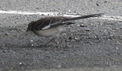 Mimus polyglottos