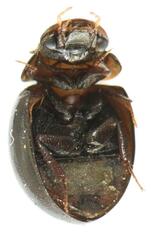 Allocotocerus