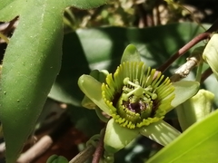Passiflora sexocellata