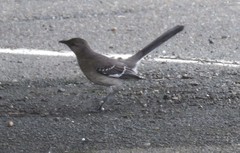 Mimus polyglottos