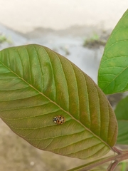 Harmonia axyridis