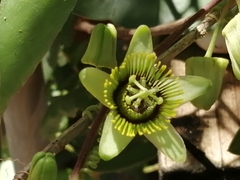Passiflora sexocellata