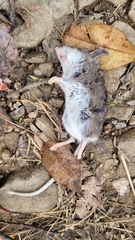 Peromyscus leucopus