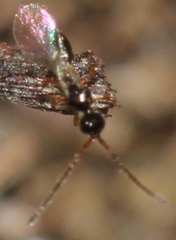 Diapriinae