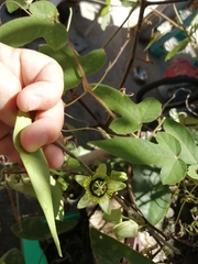 Passiflora sexocellata
