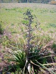 Eryngium horridum