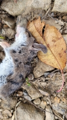 Peromyscus leucopus