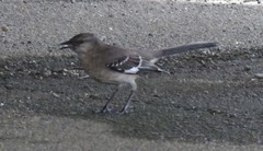 Mimus polyglottos