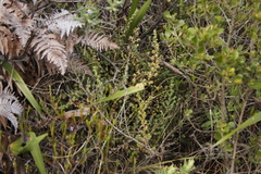 Cliffortia
