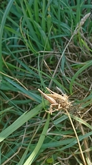 Platycleis albopunctata