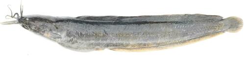 Dumeril's catfish (Clarias dumerilii) — Clariidae — 2
