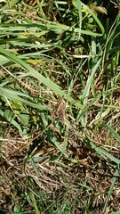 Platycleis albopunctata