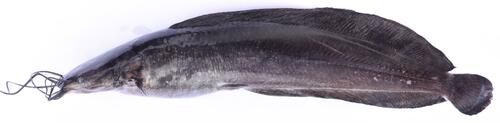 Zwartmarmer-meerval (Clarias nigromarmoratus) — Clariidae — 2